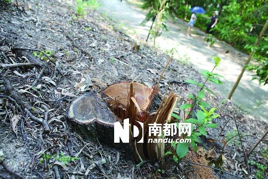 <p>    9月11日，蛇口龜山別墅區(qū)里幾棵老樹被砍得只剩樹樁。 南都記者 趙炎雄 攝</p>