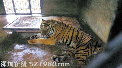 肇事華南虎瑩瑩。昨日，上海動物園繁殖場，一飼養(yǎng)員在打掃虎籠時不幸被瑩瑩咬死。圖/CFP
