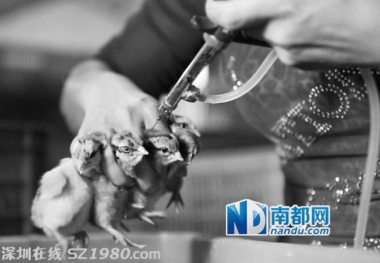 <p>    今年4月 禽流感風(fēng)波 時(shí)期，珠海一個(gè)雞苗基地工作人員在給小雞打疫苗。當(dāng)時(shí)該基地一日孵化的三萬多只小雞中，只有七千多能喂養(yǎng)長(zhǎng)大，其余的都是用于喂魚喂蛇。資料圖片(南都記者 陳坤榮 攝)</p>