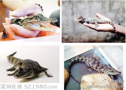 大學(xué)生在寢室養(yǎng)鱷魚 盤點(diǎn)大學(xué)奇葩事
