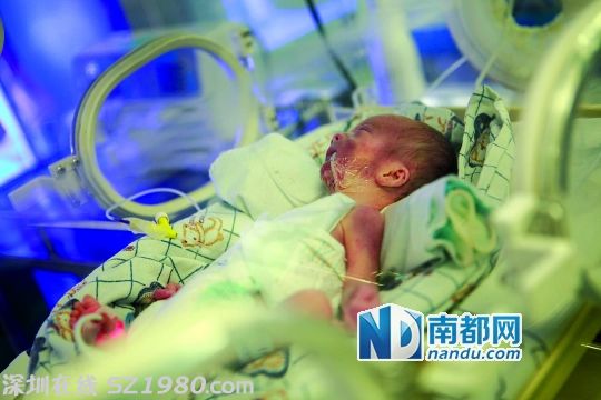 <p>    1月13日，厚街醫(yī)院新生兒科，醫(yī)生正在對被遺棄的早產(chǎn)龍鳳雙胞胎的女嬰上呼吸機搶救。南都記者 方光明 攝</p>