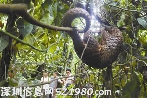 <a href=http://www.huhuzc.cn/shenzhen/ target=_blank class=infotextkey>深圳</a>男子收購17只穿山甲 或臨10年牢獄之災(zāi)
