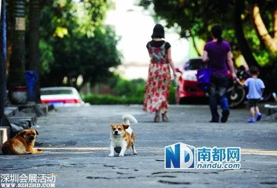珠海人大再審養(yǎng)犬條例 每戶擬限養(yǎng)一只狗