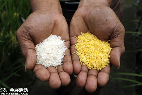 10國19名科學(xué)家力挺轉(zhuǎn)基因 稱黃金大米安全無害