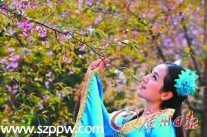 清遠(yuǎn)一景點(diǎn)日薪萬元招募 櫻花仙子 導(dǎo)游