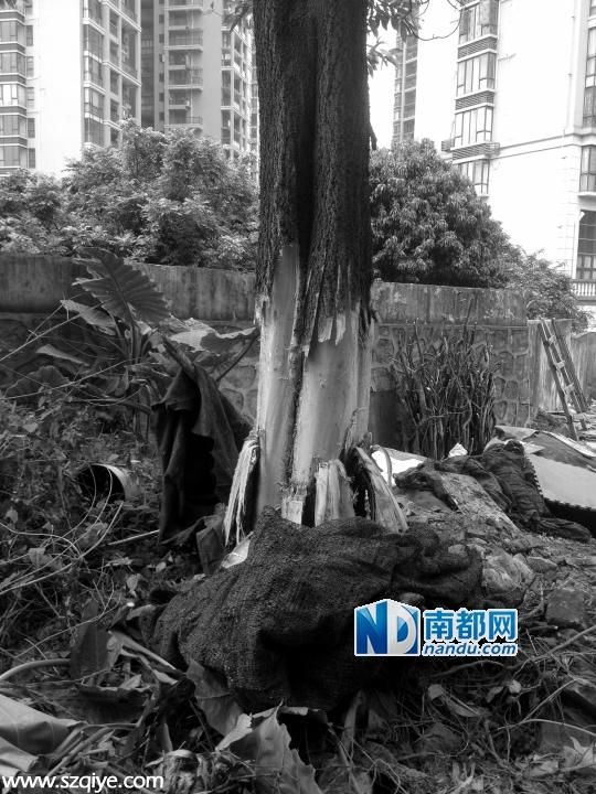 <a href=http://www.sz1980.com/shenzhen/ target=_blank class=infotextkey><a href=http://www.huhuzc.cn/shenzhen/ target=_blank class=infotextkey>深圳</a></a>大批樹木遭人私砍 砍樹女子先剝樹皮