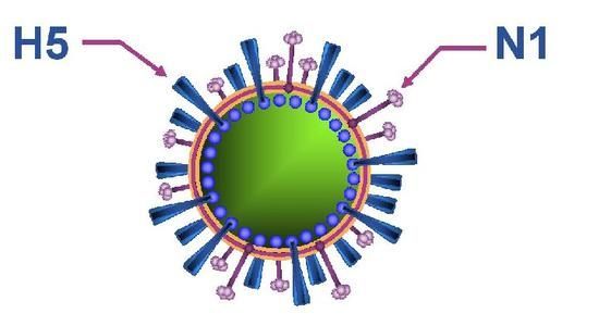 云南確診一例人感染高致病性H5N1禽流感病例
