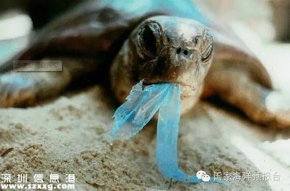 大梅沙海底垃圾觸目驚心 蛙人半小時(shí)清理100公斤
