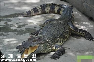 廢棄池塘現(xiàn)暹羅鱷