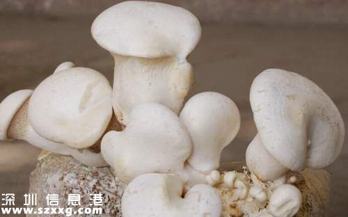 新疆罕見(jiàn)野生楊樹(shù)菇5.2公斤 半月瘋長(zhǎng)直徑達(dá)到40厘米