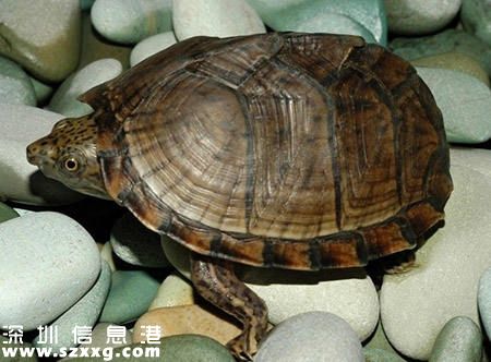 烏龜什么時候冬眠
