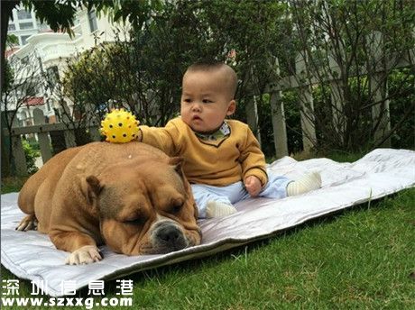 美國惡霸犬