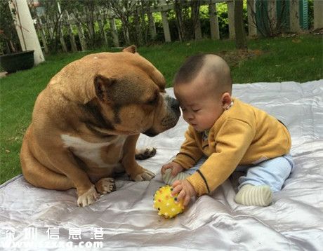 美國惡霸犬