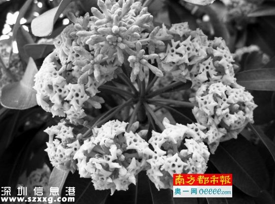 盆架子樹開花一簇一簇像繡球，發(fā)出刺鼻味道。