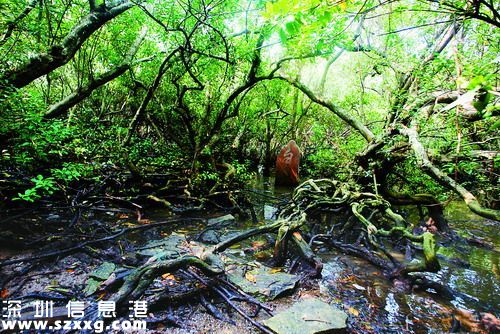 12月深圳(www.huhuzc.cn)最受關注的十大民生