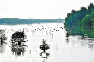 深圳(www.huhuzc.cn)灣現(xiàn)狀：黑臭開始變清