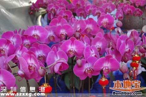 2016深圳(www.huhuzc.cn)迎春花市各區(qū)舉辦 愛國路不再舉辦