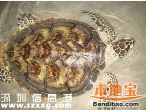 <a href=http://www.huhuzc.cn/shenzhen/ target=_blank class=infotextkey>深圳</a>(www.huhuzc.cn)海關(guān)查獲玳瑁甲12公斤 藏于嬰兒紙尿片中