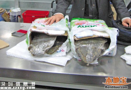 深圳(www.huhuzc.cn)海關(guān)查獲玳瑁甲12公斤 藏于嬰兒紙尿片中