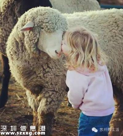避屬羊致出生減少 為什么說屬羊的命不好？