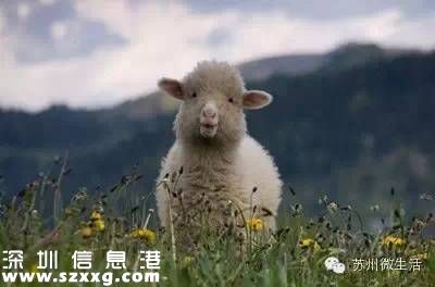 避屬羊致出生減少 為什么說屬羊的命不好？