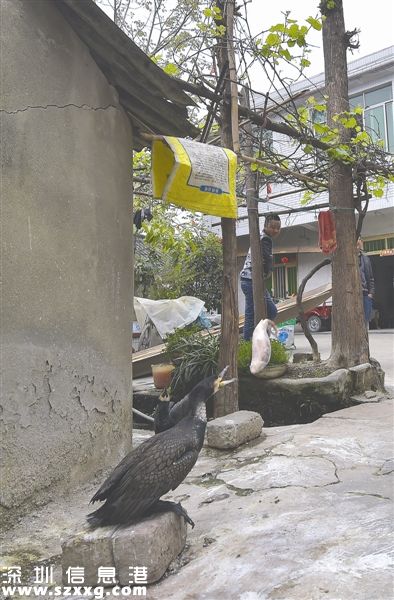 喂魚(yú)鷹