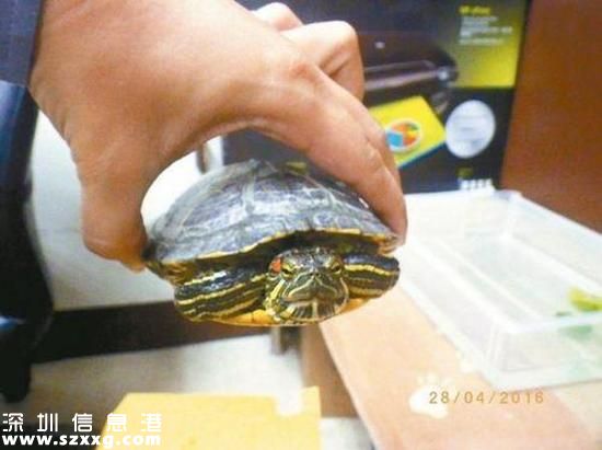 烏龜致車禍被逮捕。