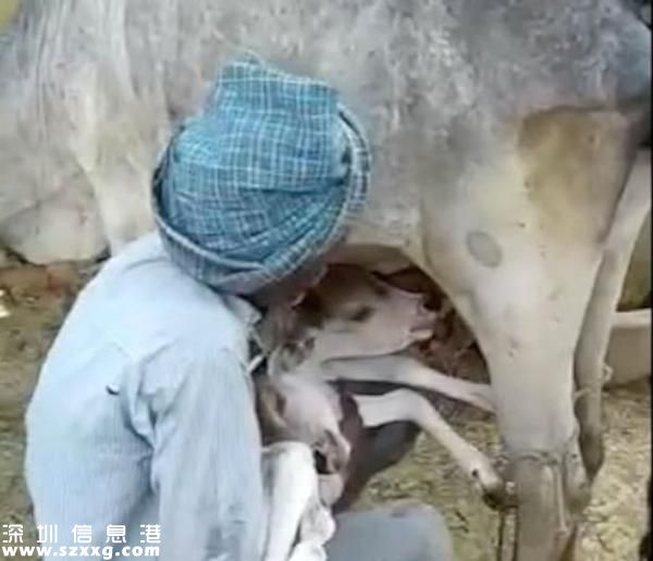 稀奇！印度母牛產(chǎn)下雙頭“神牛”