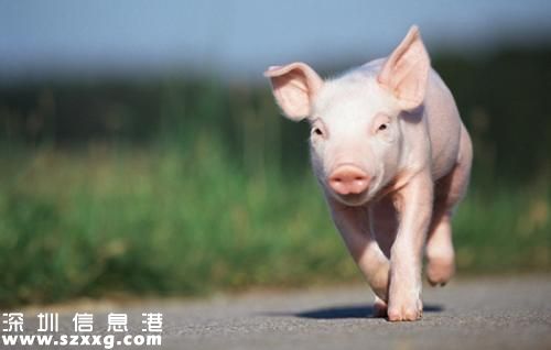 豬肉價格驚動世界 豬肉概念股再度崛起