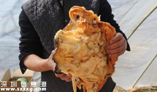 農(nóng)民賣(mài)太歲賺百萬(wàn)