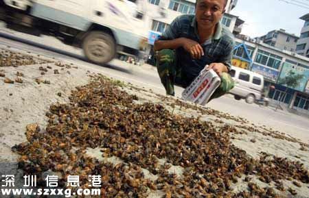 10萬(wàn)蜜蜂一夜暴斃 為給姐姐治病男子痛下毒手？（組圖）