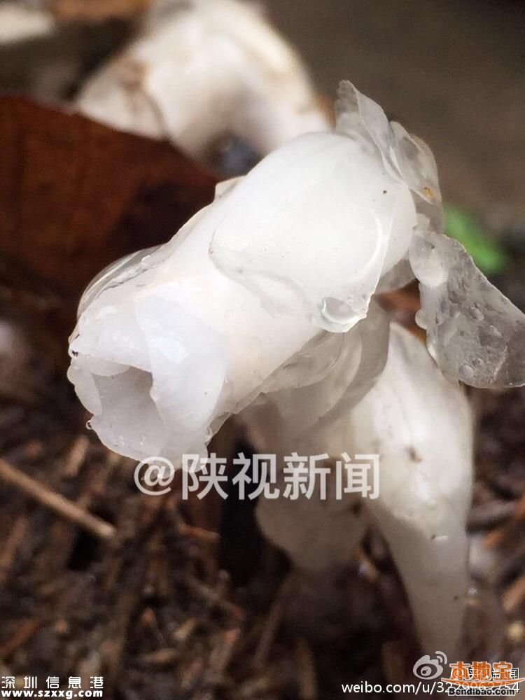 陜西發(fā)現(xiàn)死亡之花 水晶蘭的傳說+花語