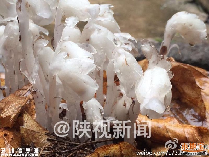 陜西發(fā)現(xiàn)死亡之花 水晶蘭的傳說+花語