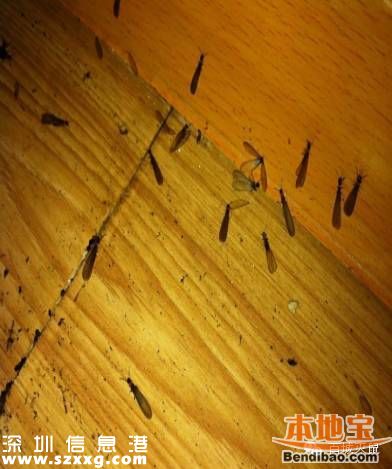 深圳白蟻高峰期 白蟻有什么危害？應(yīng)如何滅蟻？