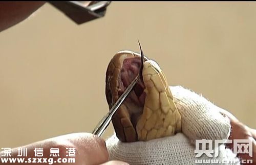 眼鏡王蛇。