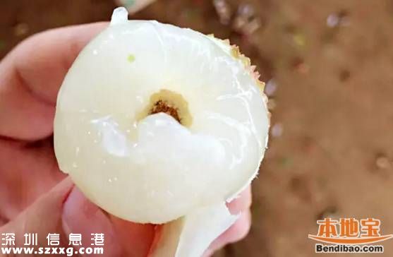 今年深圳荔枝貴嗎？何時(shí)上市？摘荔枝去哪？