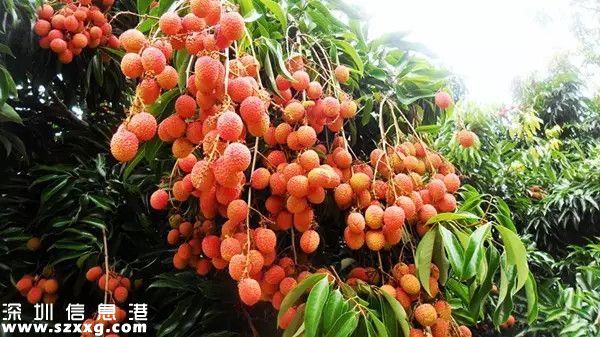 今年深圳荔枝貴嗎？何時(shí)上市？摘荔枝去哪？