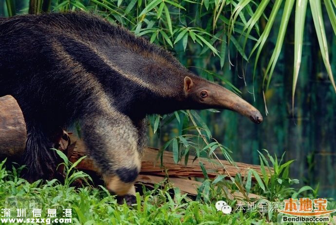 深圳燒烤模式來(lái)襲 周末父親節(jié)去哪避暑？