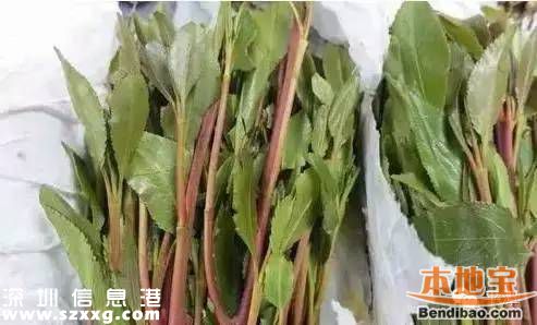 新型毒品有哪幾種？這些糖衣炮彈需注意