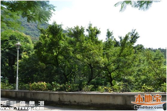 仙湖植物園門(mén)票能不能取消？