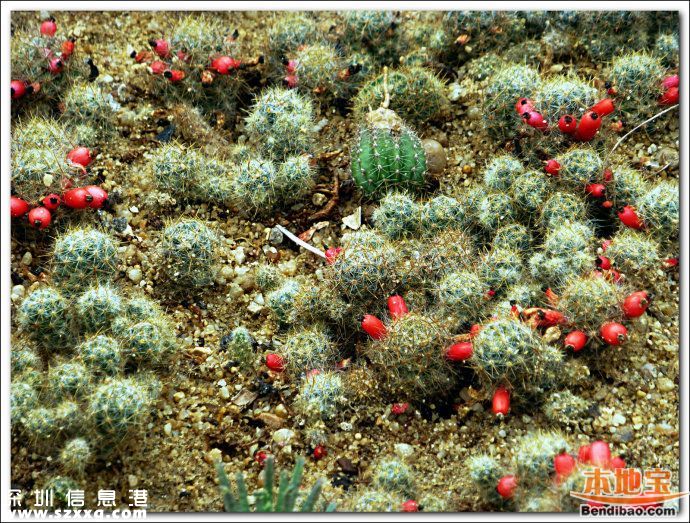 仙湖植物園門(mén)票能不能取消？