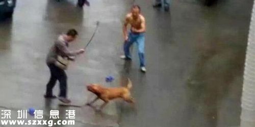 發(fā)情比特犬當街撕咬領養(yǎng)主人