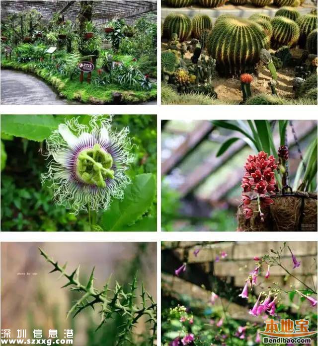 仙湖植物園門票下調(diào)至15元 免費時段不變