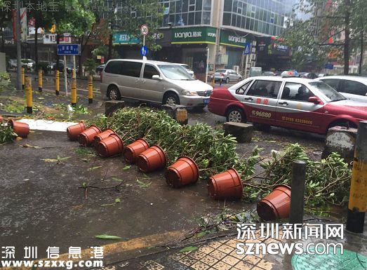 妮妲臺風給深圳留下了什么？1313棵樹被摧毀