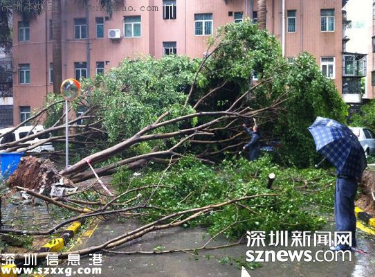 妮妲臺風給深圳留下了什么？1313棵樹被摧毀