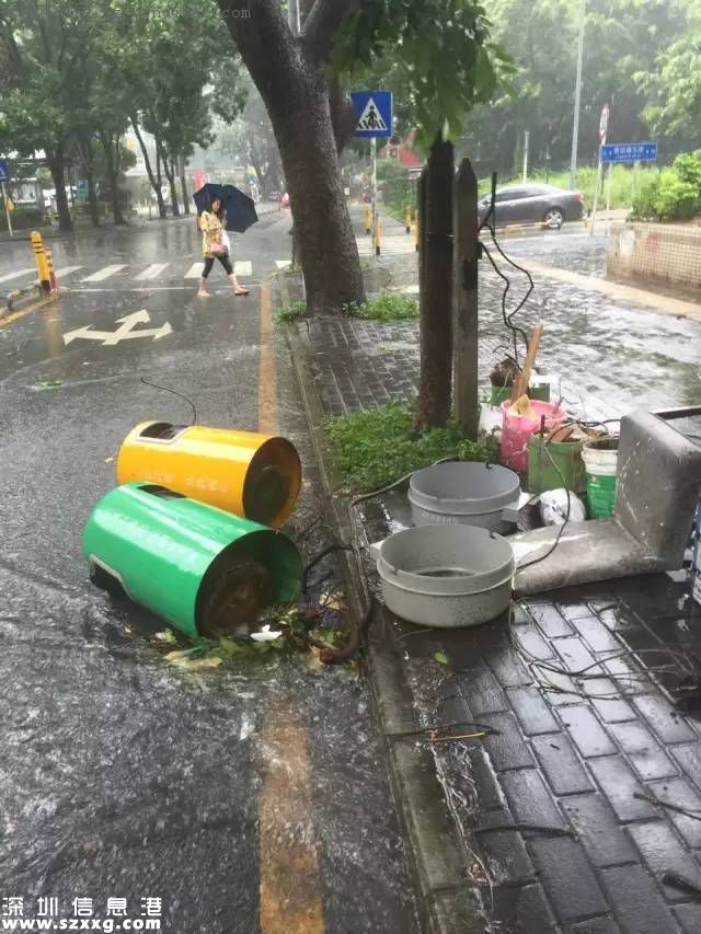 妮妲臺風給深圳留下了什么？1313棵樹被摧毀