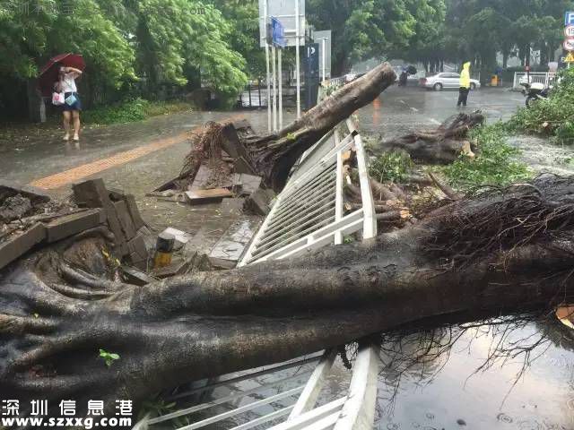 妮妲臺風給深圳留下了什么？1313棵樹被摧毀