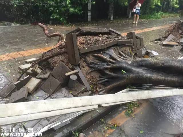 妮妲臺風給深圳留下了什么？1313棵樹被摧毀