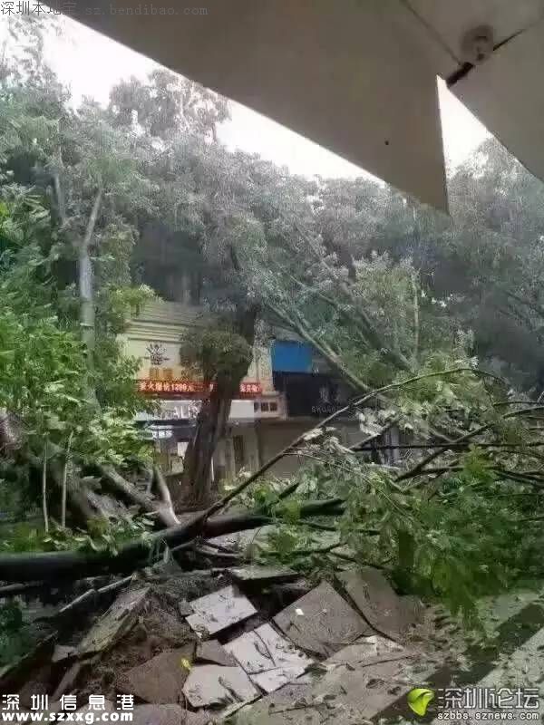 臺風(fēng)中1313棵樹被摧毀 倒伏的樹木如何處置？