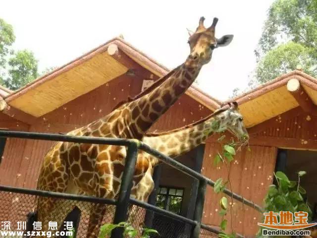 深圳地鐵7號線洪湖站實景圖曝光 吃喝玩樂最牛線